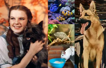 Milhões de animais e ainda mais milhões de emoções