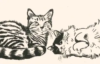 Gatos que curam