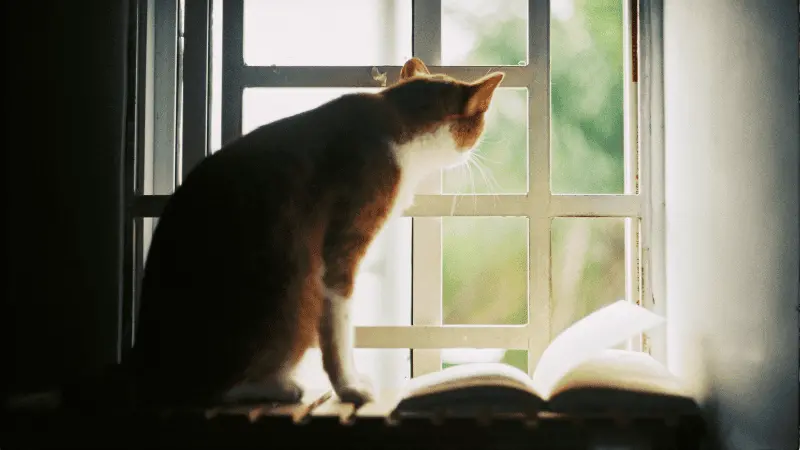 A ode de Pablo Neruda aos gatos